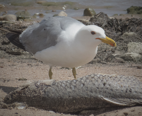 California Gull 3.jpg